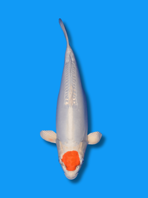 Tancho Kikusui | Koi&Co.